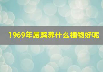 1969年属鸡养什么植物好呢