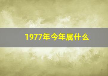 1977年今年属什么