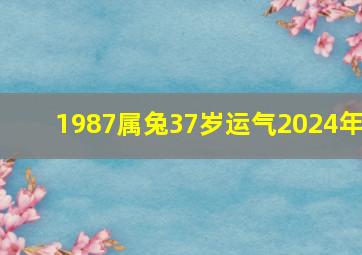 1987属兔37岁运气2024年