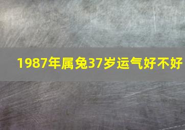 1987年属兔37岁运气好不好