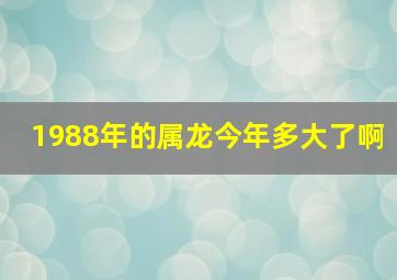 1988年的属龙今年多大了啊