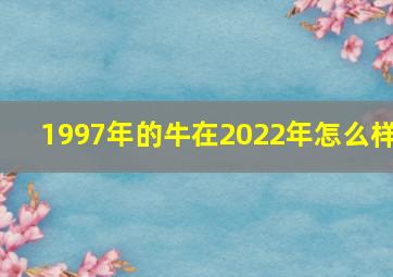 1997年的牛在2022年怎么样