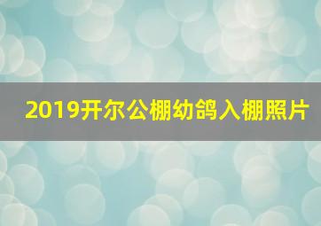 2019开尔公棚幼鸽入棚照片