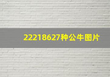 22218627种公牛图片