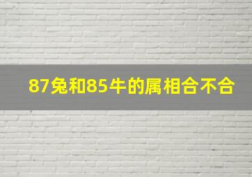 87兔和85牛的属相合不合