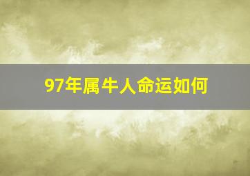 97年属牛人命运如何