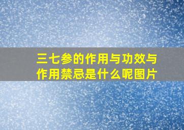 三七参的作用与功效与作用禁忌是什么呢图片