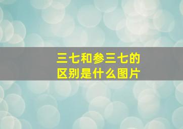 三七和参三七的区别是什么图片