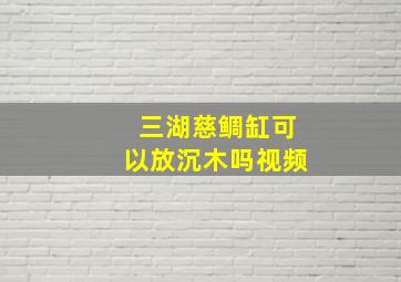 三湖慈鲷缸可以放沉木吗视频