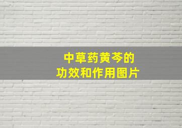 中草药黄芩的功效和作用图片