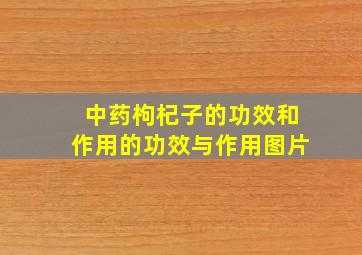 中药枸杞子的功效和作用的功效与作用图片