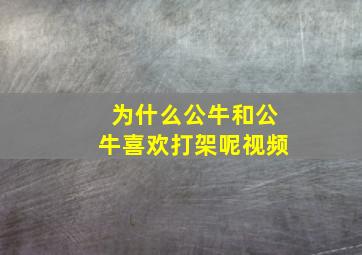 为什么公牛和公牛喜欢打架呢视频