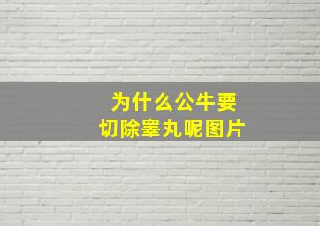 为什么公牛要切除睾丸呢图片