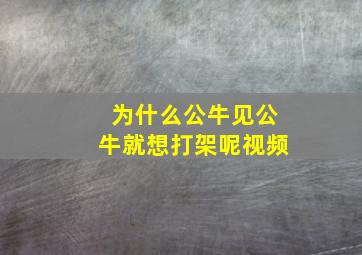 为什么公牛见公牛就想打架呢视频