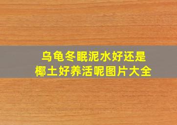 乌龟冬眠泥水好还是椰土好养活呢图片大全