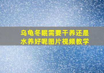 乌龟冬眠需要干养还是水养好呢图片视频教学