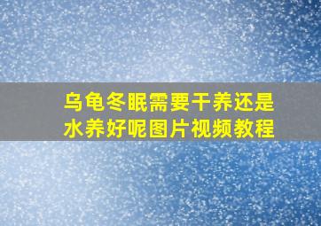 乌龟冬眠需要干养还是水养好呢图片视频教程