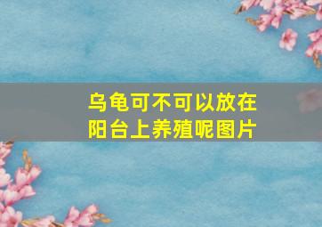 乌龟可不可以放在阳台上养殖呢图片