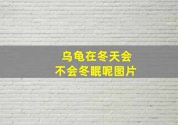 乌龟在冬天会不会冬眠呢图片