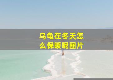 乌龟在冬天怎么保暖呢图片