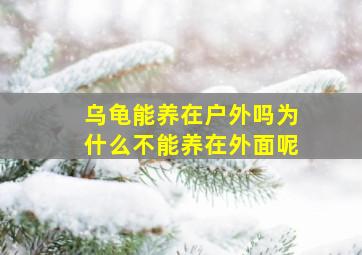 乌龟能养在户外吗为什么不能养在外面呢