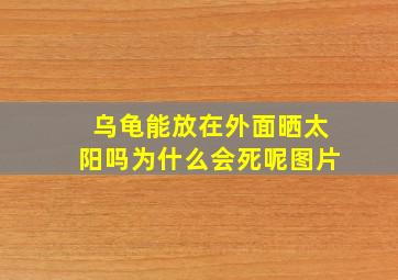 乌龟能放在外面晒太阳吗为什么会死呢图片