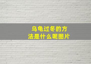 乌龟过冬的方法是什么呢图片