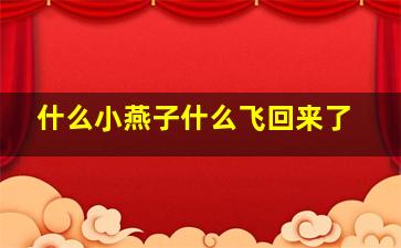 什么小燕子什么飞回来了