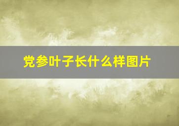 党参叶子长什么样图片