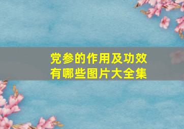 党参的作用及功效有哪些图片大全集