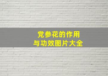 党参花的作用与功效图片大全