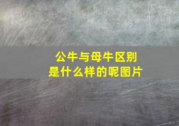 公牛与母牛区别是什么样的呢图片