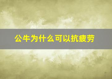 公牛为什么可以抗疲劳