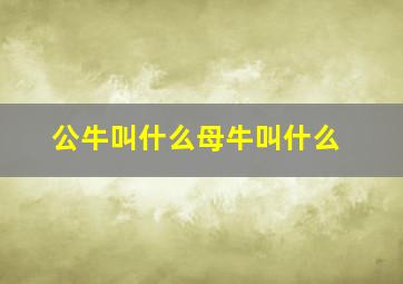 公牛叫什么母牛叫什么