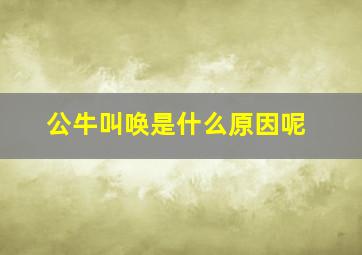 公牛叫唤是什么原因呢