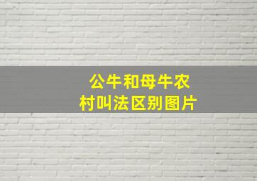 公牛和母牛农村叫法区别图片