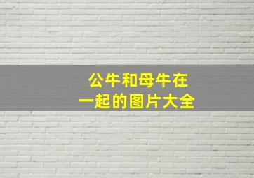 公牛和母牛在一起的图片大全