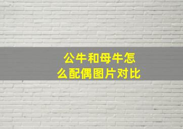 公牛和母牛怎么配偶图片对比