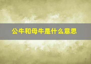 公牛和母牛是什么意思