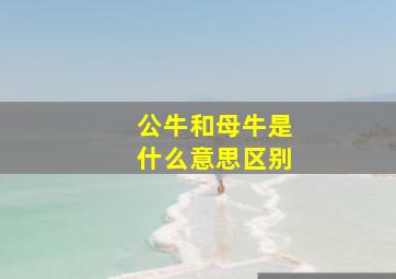 公牛和母牛是什么意思区别