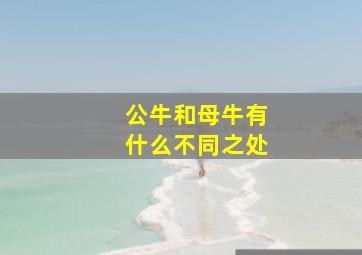 公牛和母牛有什么不同之处