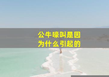 公牛嚎叫是因为什么引起的