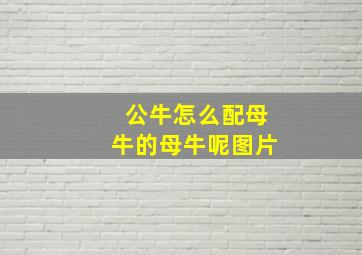 公牛怎么配母牛的母牛呢图片