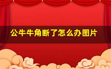 公牛牛角断了怎么办图片