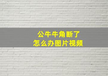 公牛牛角断了怎么办图片视频