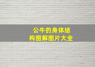 公牛的身体结构图解图片大全