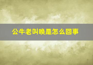 公牛老叫唤是怎么回事