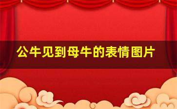 公牛见到母牛的表情图片