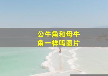 公牛角和母牛角一样吗图片