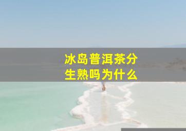 冰岛普洱茶分生熟吗为什么